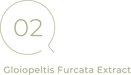 02 Gloiopeltis Furcata extract