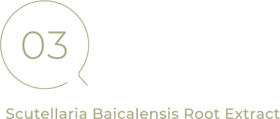 03 Scutellaria Baicalensis Root Extract