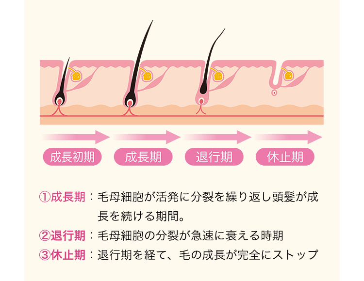 1成長期：毛母細胞が活発に分裂を繰り返し頭髪が成長を続ける期間。2退行期：毛母細胞の分裂が急速に衰える時期 3休止期：退行期を経て、毛の成長が完全にストップ